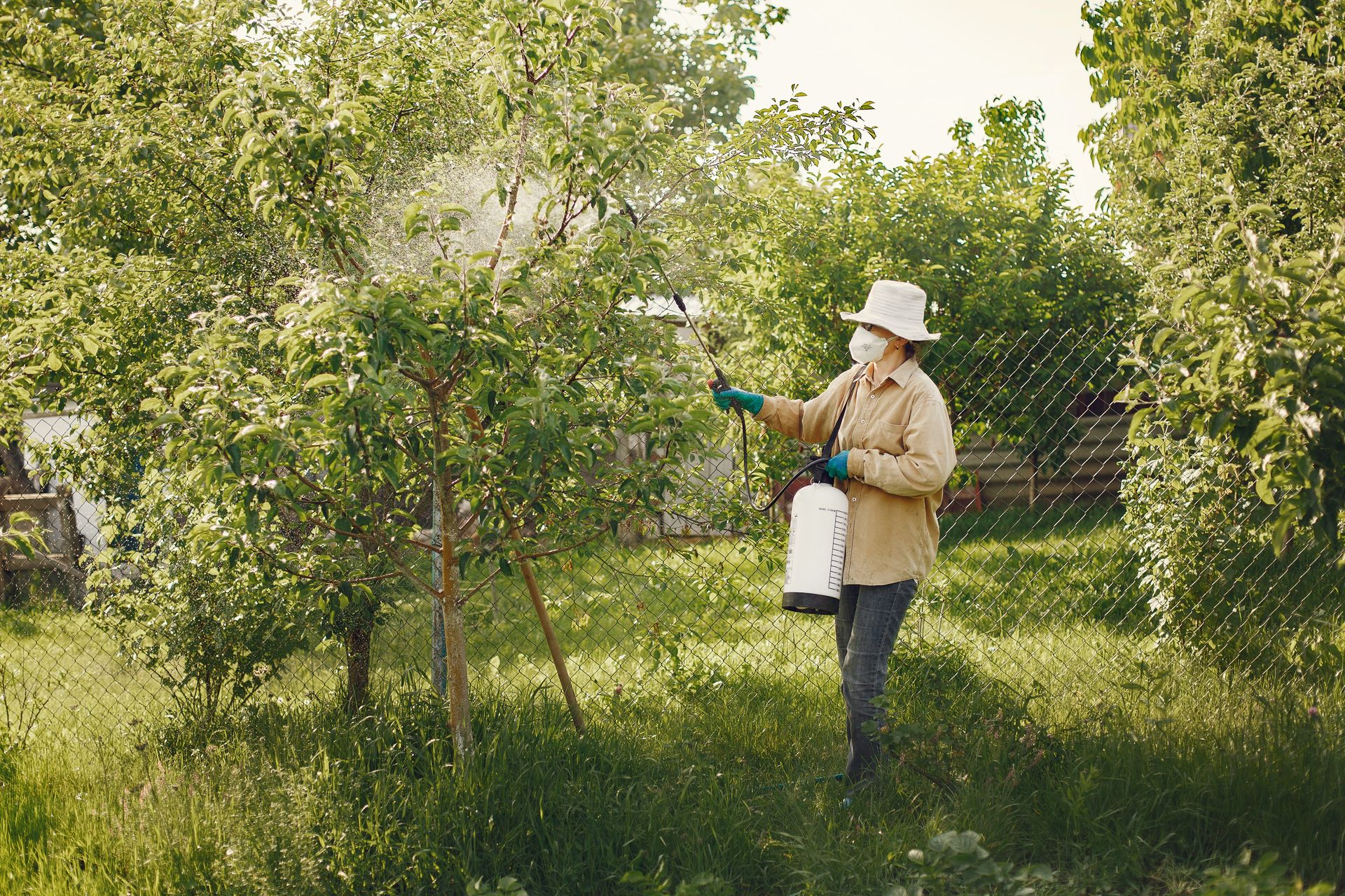 Arborist working in a tree canopy
